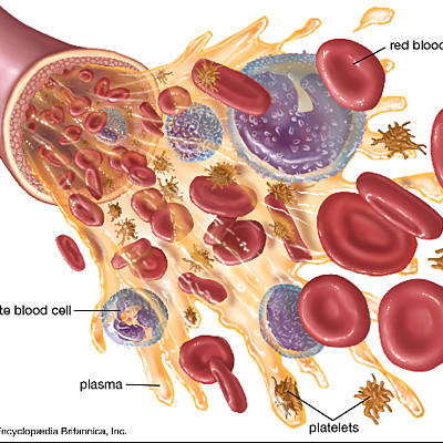 Timeline: The History of Blood (By: Aniyah Smith Period 5)