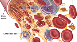 Timeline: The History of Blood (By: Aniyah Smith Period 5)