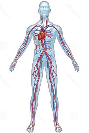 Greeks and the Human Body