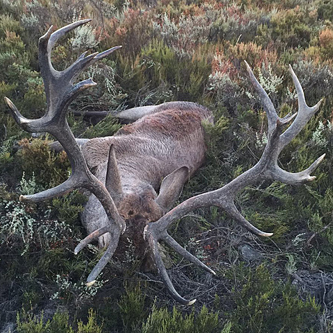 My grandfather hunted a dier