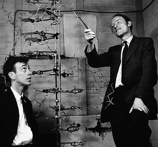 Watson e Crick modellano la struttura del DNA