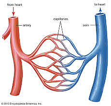 Greeks distinguished between arteries and veins