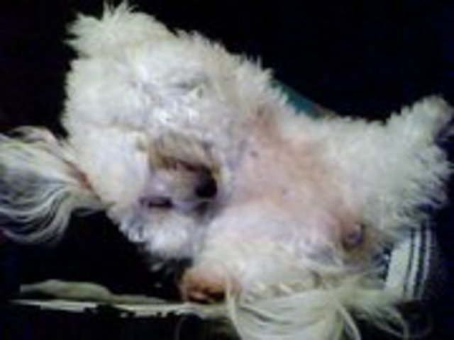 Got Peppermint, My Newest Dog