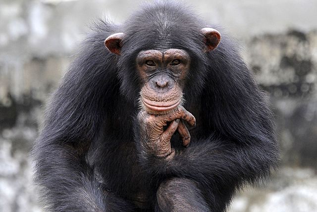 First case of AIDS recorded in the Congo