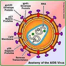 Robert Gallo identified the virus causing AIDS