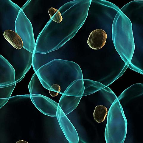 TEORÍA ENDOSIMBIÓTICA