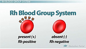 Karl Landsteiner discovered the Rh protein