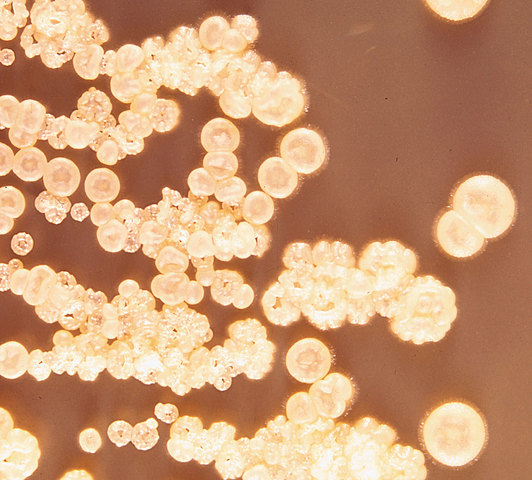 Produccion de N-bromosuccinimida