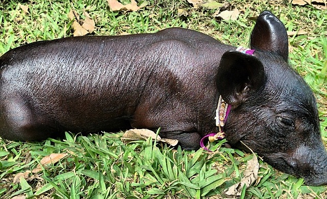 PORCICULTURA MEXICANA