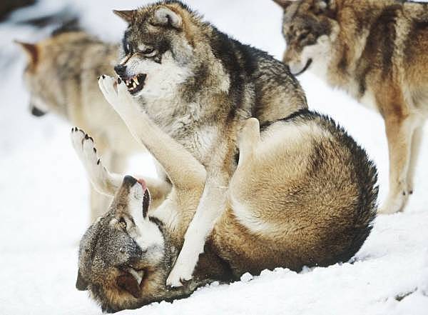 RELACIÓN SOBRE EL INSTINTO Y LA EXPERIENCIA.