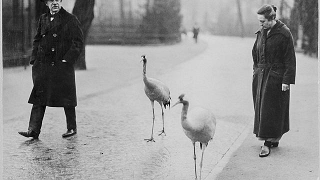 ''AVES DE CENTROEUROPA''
