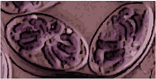 Evidencias que sustentan la teoría de endosimbiosis