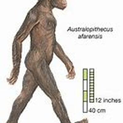 Timeline: Origen del hombre