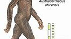 Timeline: Origen del hombre