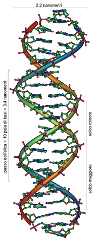 VIENE SINTETIZATO IL DNA
