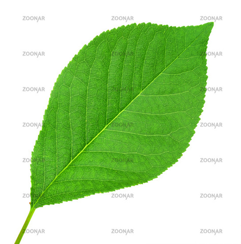 leaf