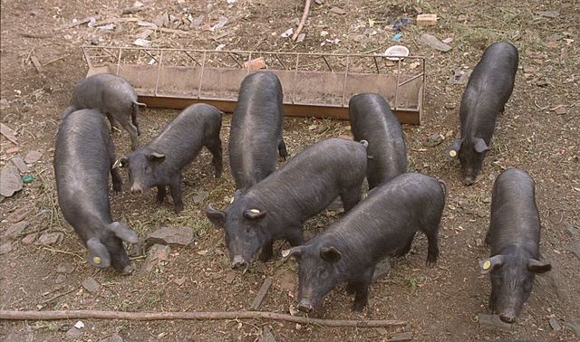 Expedición de Rodrigo De Bastidas