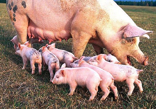 Describen las diferencias entre las razas