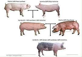 Empiezan a crear razas de cerdos