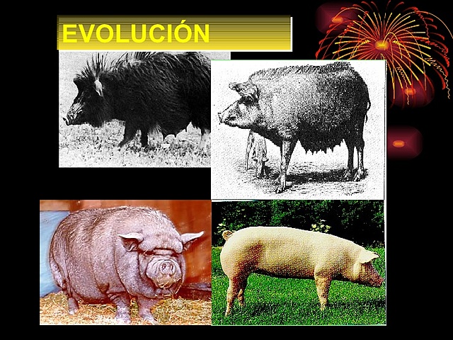 Evolución del cerdo de acuerdo a su producción