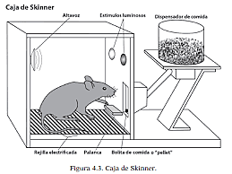 Skinner establece los procedimientos de operante libre