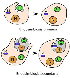 Teoría Endosimbiótica