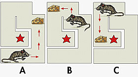 Skinner Respuesta Emocional Condicionada con ratas