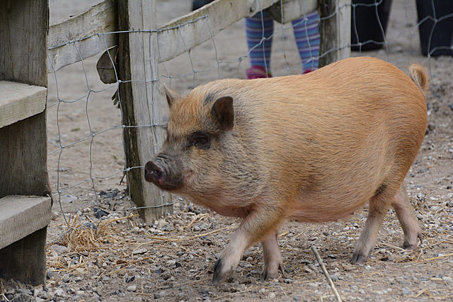 Mini cerdo Göttingen