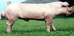 El chester white se origino en EE.UU