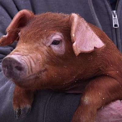 Timeline: EVOLUCIÓN DEL CERDO