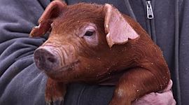 Timeline: EVOLUCIÓN DEL CERDO