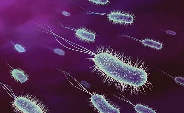 Primeras células procariotas