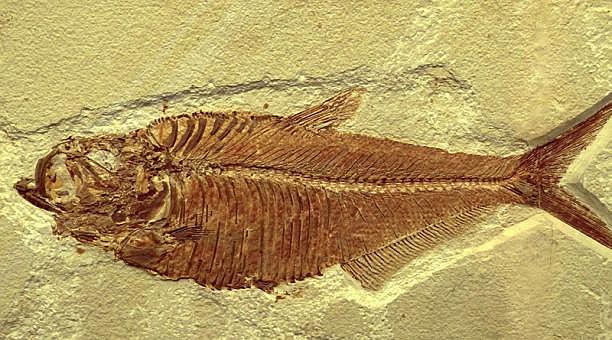 Aspectos de la evolución