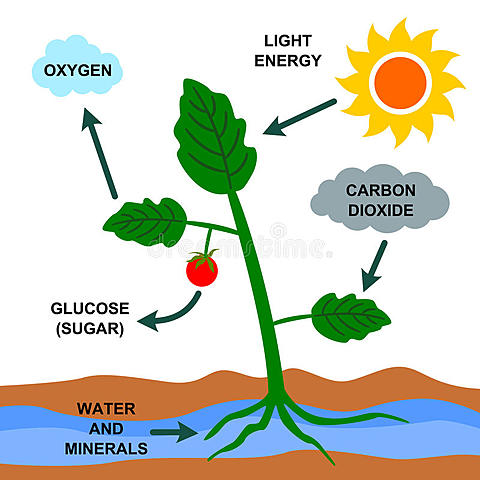 Creación de la fotosíntesis