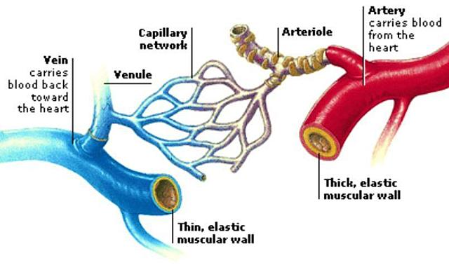 Arteries and Veins