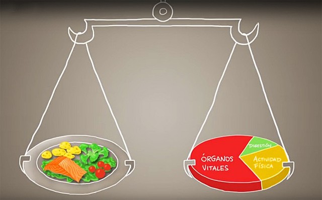 Concepto energético de la nutrición.
