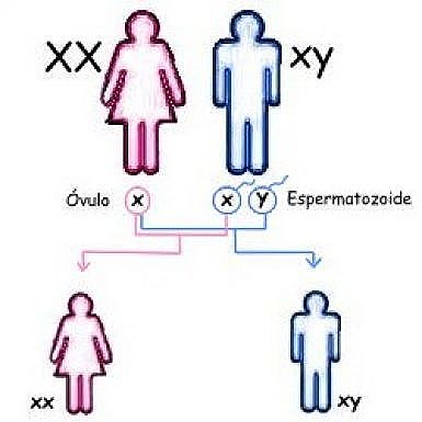 Descubren los cromosomas «X» y «Y»