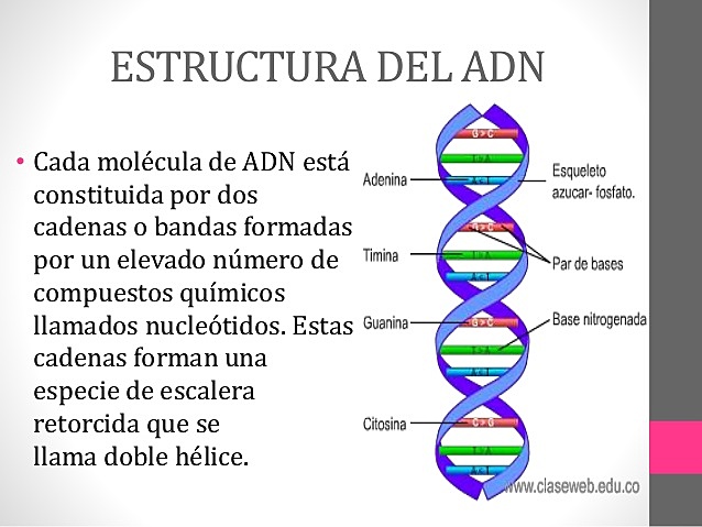 Watson y Tortícolis