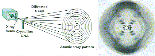 Rosalind Franklin y Maurice Wilkins
