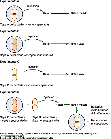 El científico inglés Frederick Griffith