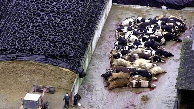 Síndrome de las vacas locas