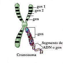Wilhelm Johannsen (1857-1927)