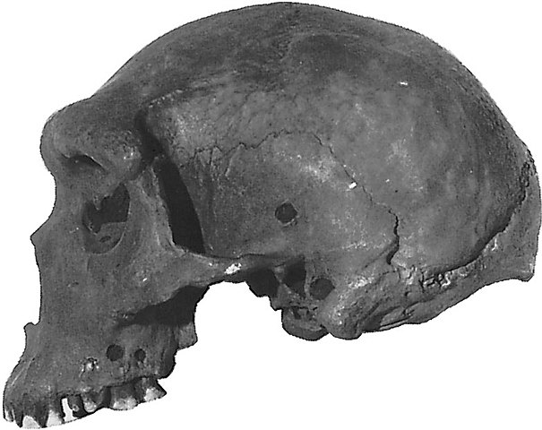 Homo Heidelbergensis
