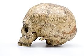 Homo Sapiens Sapiens