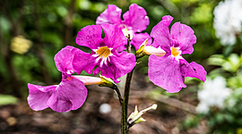 Timeline: Экспедиция