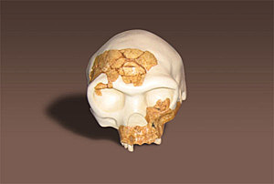 Hommo Antecessor encontrado en la gran Dolina de Atapuerca