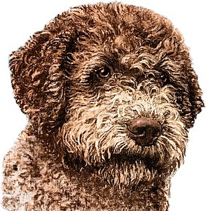 Va arribar el meu gos, en Yogui