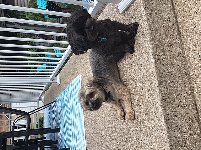 Quand j'ai eu mes chiens