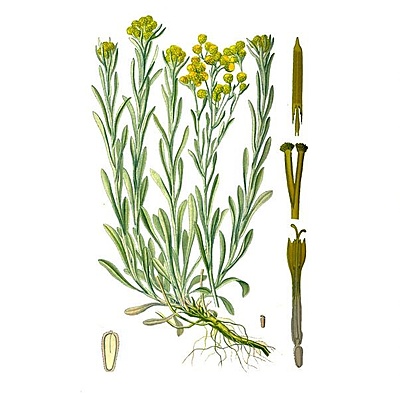 Timeline: план экспедиции для изучения бессмертника песчаного