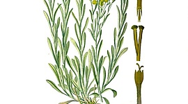 Timeline: план экспедиции для изучения бессмертника песчаного